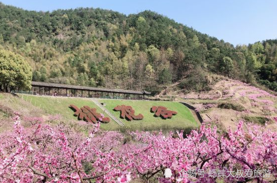 杭州桐庐山花节将在阳山畈村如期开幕,最经典的去处便是桃花谷,芳草鲜