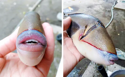11,这种鱼叫做"引金鱼",这牙齿,比我的整齐多了.
