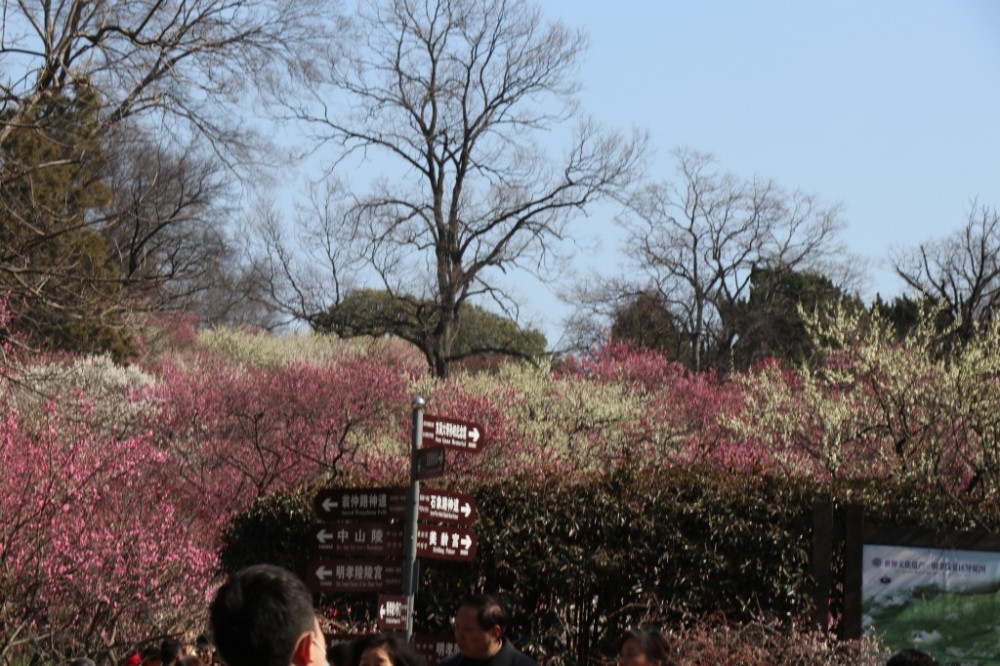南京国际梅花节19日开幕,梅花山花海如潮
