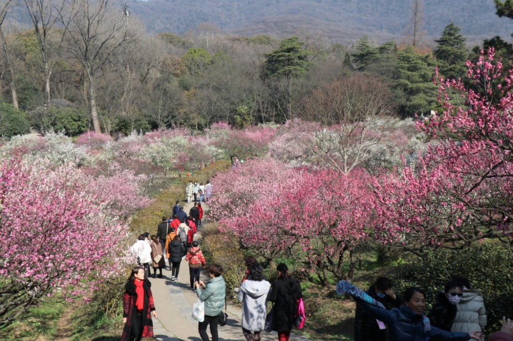 南京国际梅花节19日开幕,梅花山花海如潮