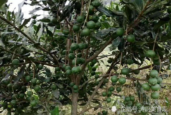 夏威夷果被誉为坚果之王,原产地价格低廉,为何到了