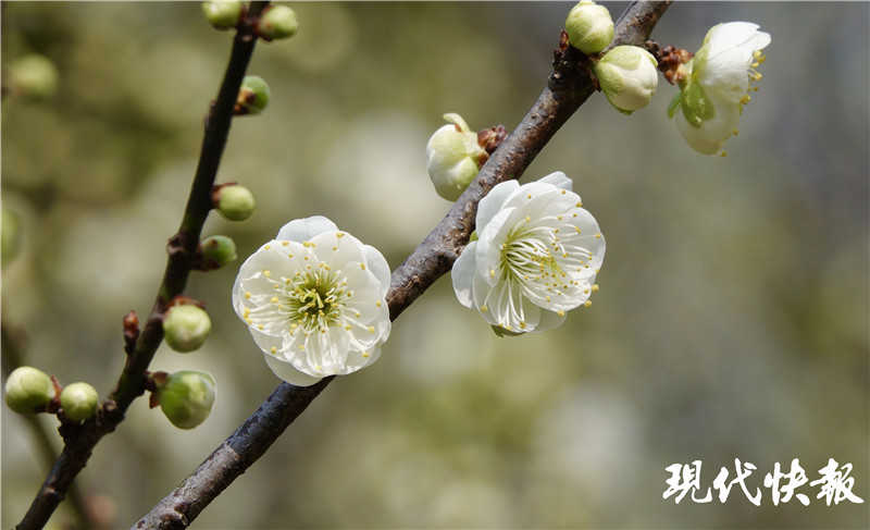 "梅"好春光!2021南京国际梅花节开幕