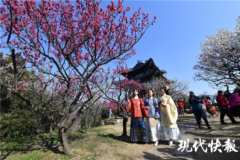 "梅"好春光!2021南京国际梅花节开幕
