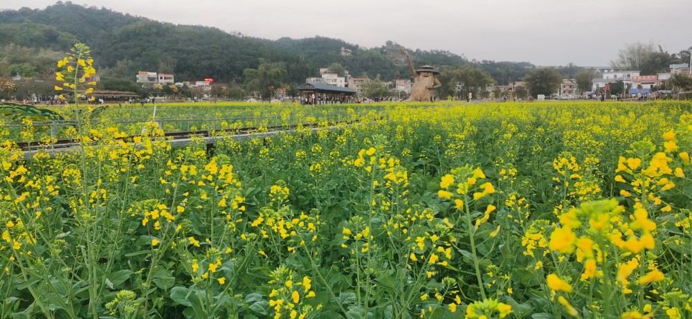 遍地金黄!花都百亩油菜花盛放