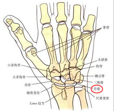 月骨呈半月形,位于手腕关节的手舟骨与三角骨 之间,下面与钩骨和头状