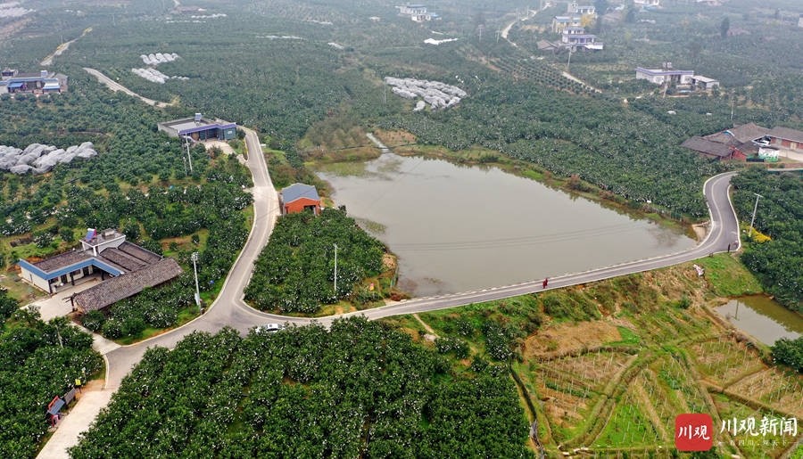 丹棱县齐乐镇农村公路两旁成片的桔橙产业.视觉四川 姚永亮 摄