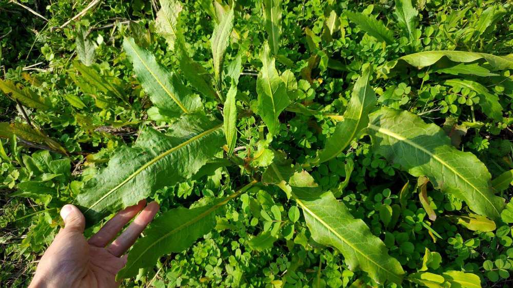 生长在河边的一种"野菠菜",在民间常被当做药物用,功效还不小