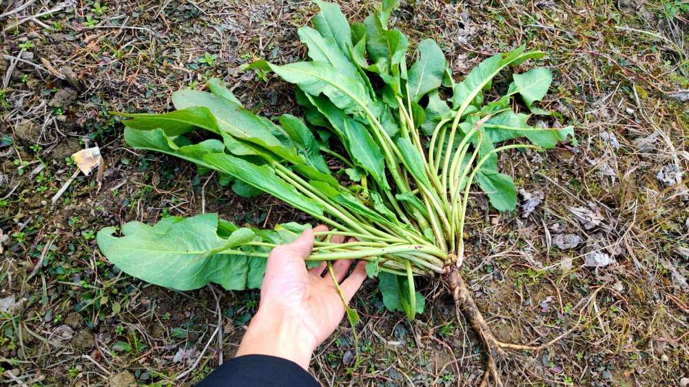 生长在河边的一种"野菠菜",在民间常被当做药物用,功效还不小