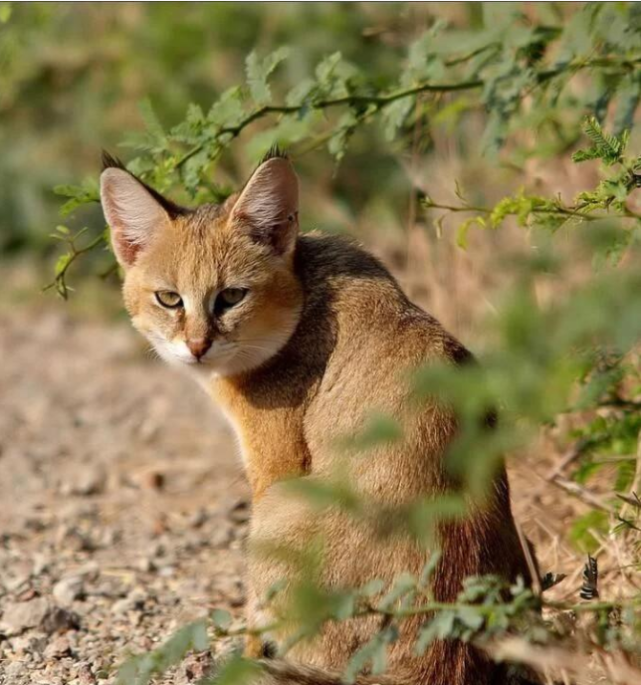 属于中大型的猫科动物,体重可以达到18斤,它跟其他的野生猫科动物一样