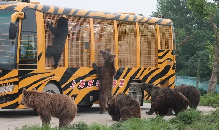 饲养员遭熊群攻击遇难事故事故发生后上海野生动物园对猛兽区暂停关闭