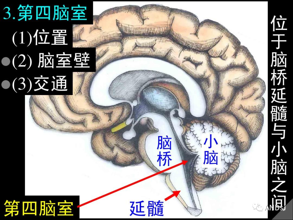 高清解剖:脑室/脑池/脑膜