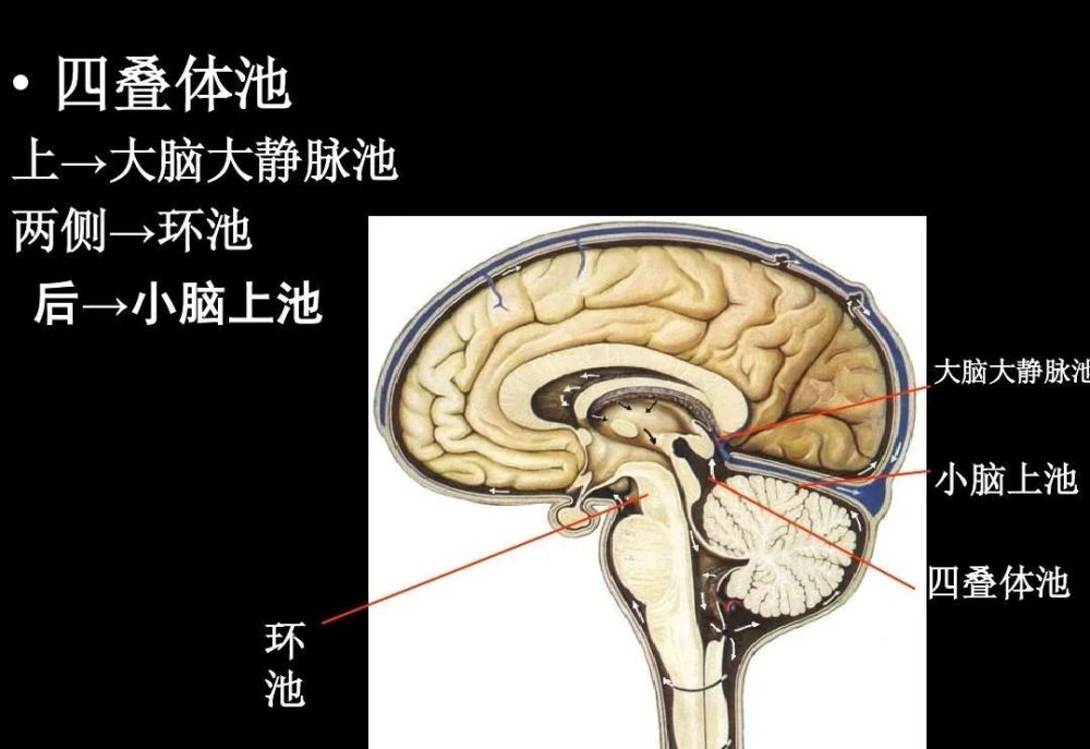 高清解剖:脑室/脑池/脑膜