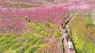 霞浦县玉潭樱花谷520亩红色和粉色樱花竞相绽放