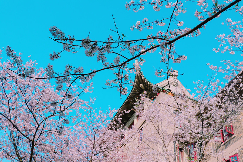 武汉大学樱花_腾讯新闻