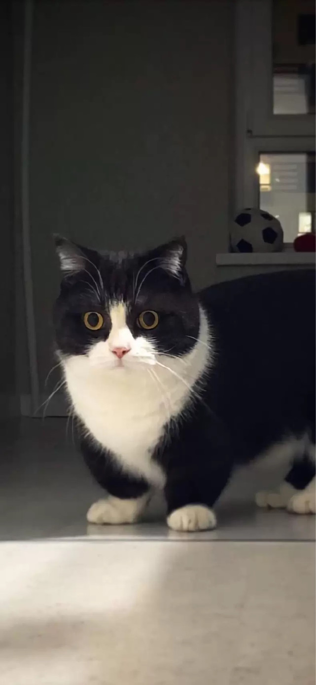 喵星人知识:明明是灰色,为什么叫蓝猫?