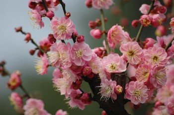 江梅型:单瓣,纯白,水红,肉色或桃红等色,花萼带绛红色,是最常见的梅花