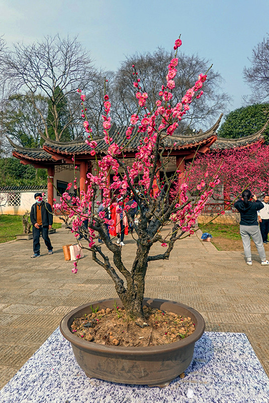 武汉东湖梅花园中的梅花盆景,造型新颖别致和亮丽深受