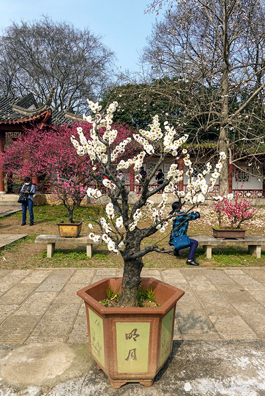 武汉东湖梅花园中的梅花盆景,造型新颖别致和亮丽深受