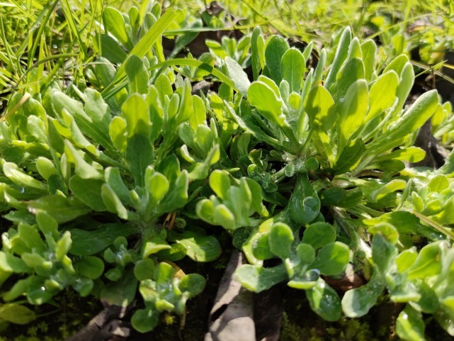 四川的棉花草也叫清明菜,春节正茂盛,可以做馍馍了!