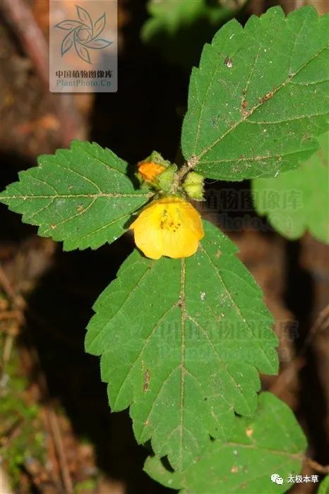 别名小本黄花草,吸血仔,四吻草,索血草,山鸡,拔毒散,脓见消,单鞭救主