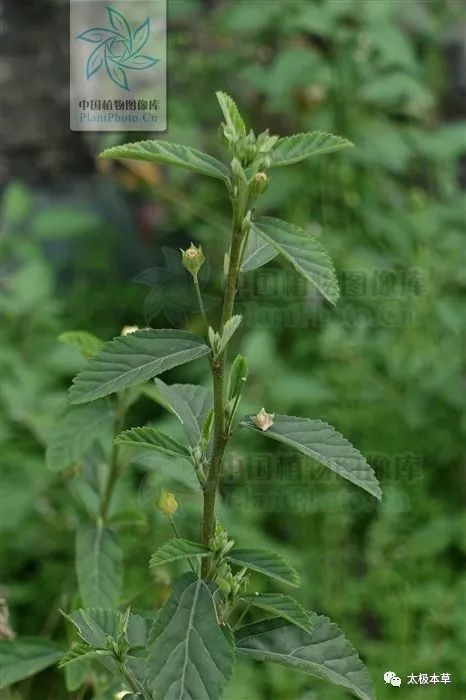 清热利湿,排脓止痛.用于治痈疖疔疮