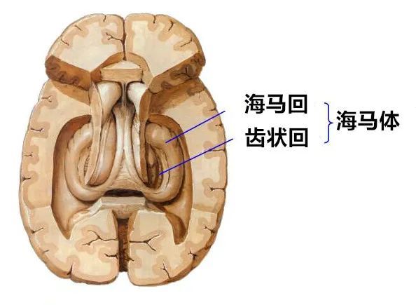 海马裂始于胼胝体压部的下方,然后向颞极前进,终于海马回钩.