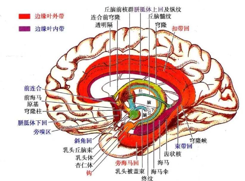 下移行于斜带或斜角回,此回紧位于视束的前方,向外后方连于海马回钩