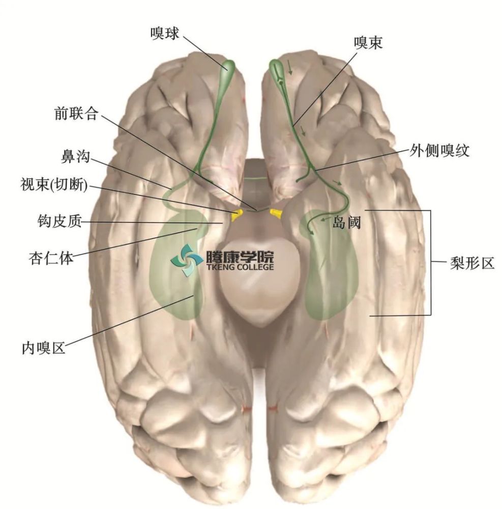 内侧嗅区——胼胝体下回——内侧前脑束——中脑网状结构; 中间嗅束