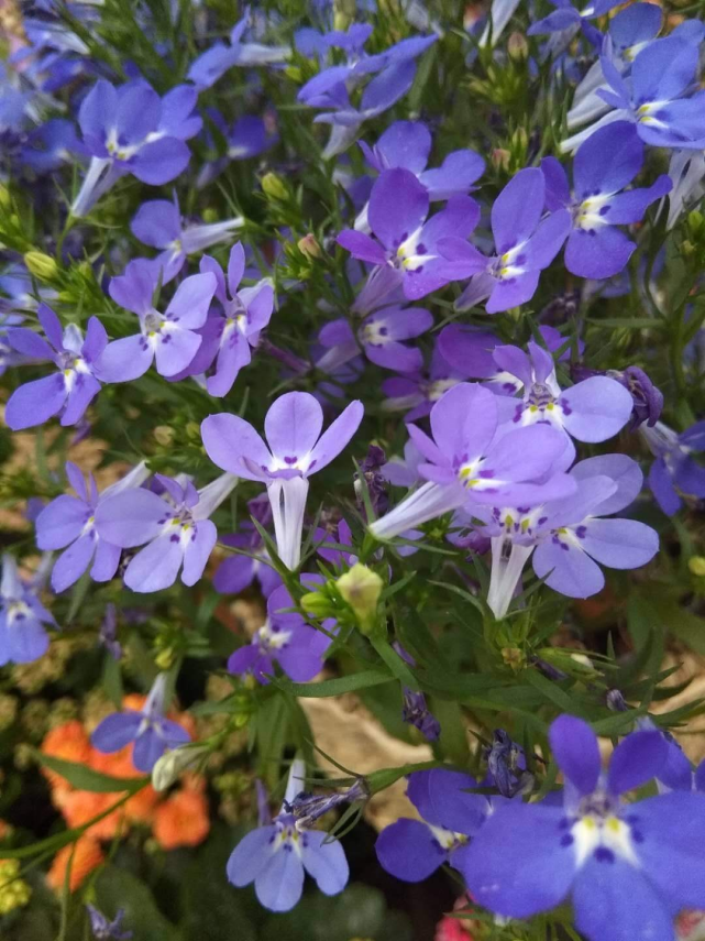 六倍利简直就是"开花机器,漂亮又好养,轻松开成大花球!