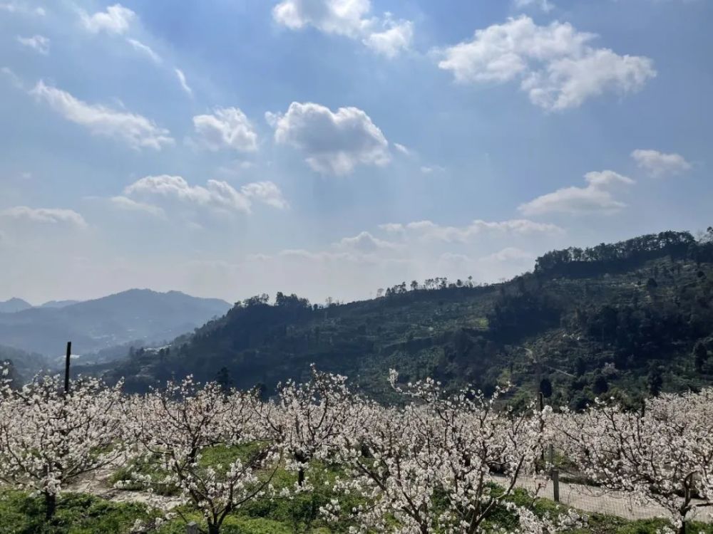 春风十里,蒲江樱桃山景区的樱桃花等着你
