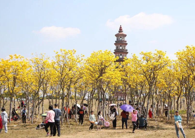 北海合浦市民游客到文昌塔观赏黄花风铃.