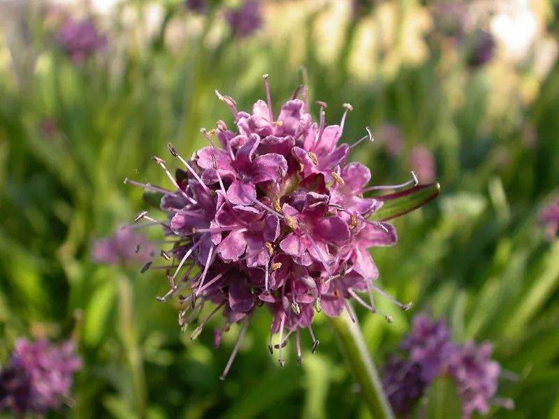 穗甘松是缬草家族的开花植物,原生于海拔3500~4500米高的喜马拉雅山