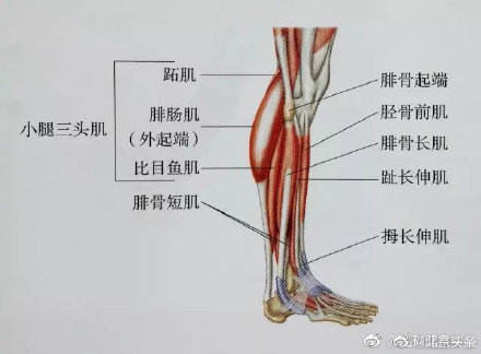 一套小腿拉伸图解,告别腿粗和酸痛