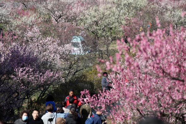 南京国际梅花节开幕