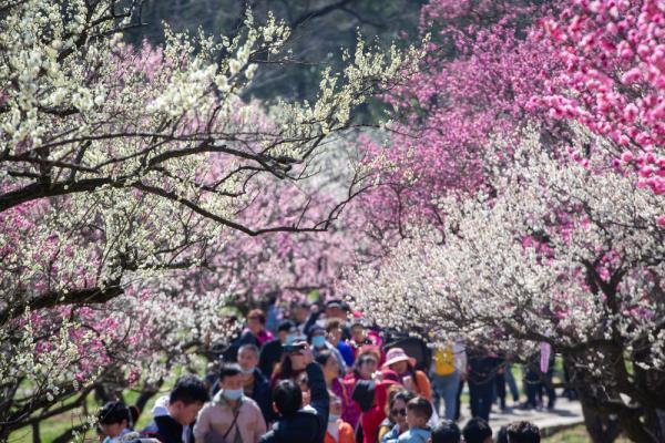 南京国际梅花节开幕