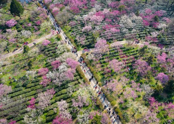 2月19日,游人在南京梅花山赏花(无人机照片).新华社发(苏阳 摄)