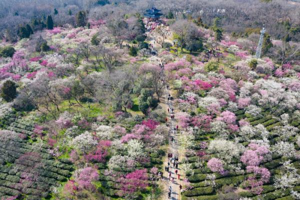 2月19日,游人在南京梅花山赏花(无人机照片).新华社发(苏阳 摄)