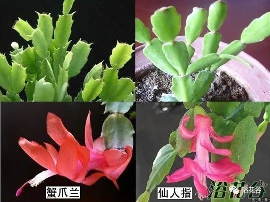 蟹爪兰仙人指假昙花图片(区别)