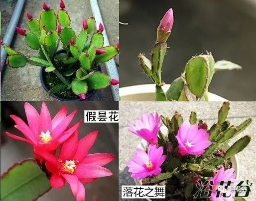 蟹爪兰仙人指假昙花图片(区别)