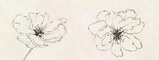 书画联盟丨工笔海棠花的画法