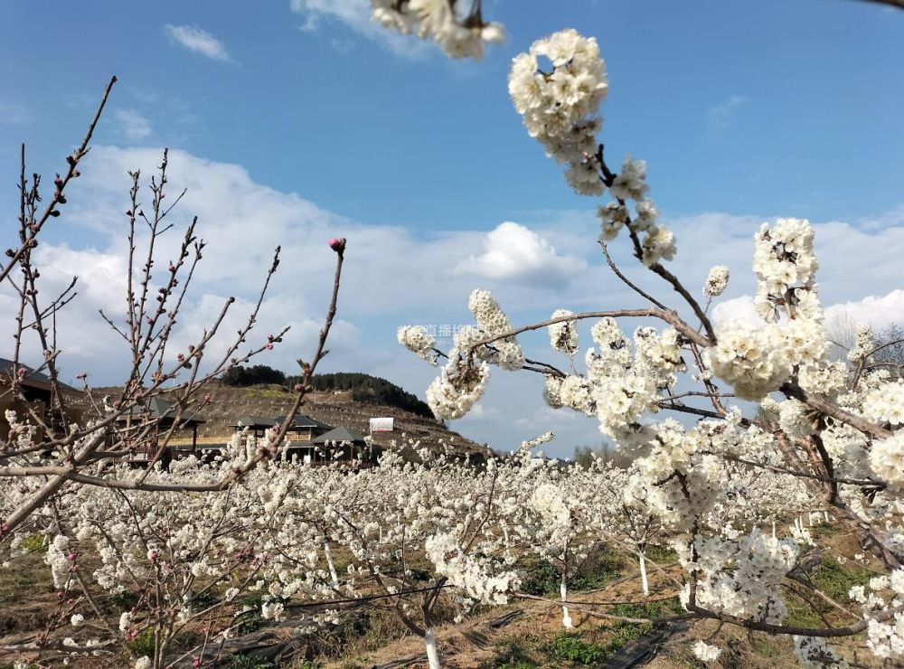 花开绵阳丨盐亭:花开十里 春天在盛放的樱花林里等你