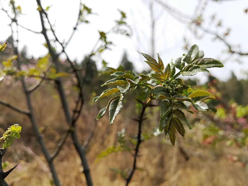 这种树果实很贵,更珍贵是它的树芽,比香椿好吃,农民都舍不得摘