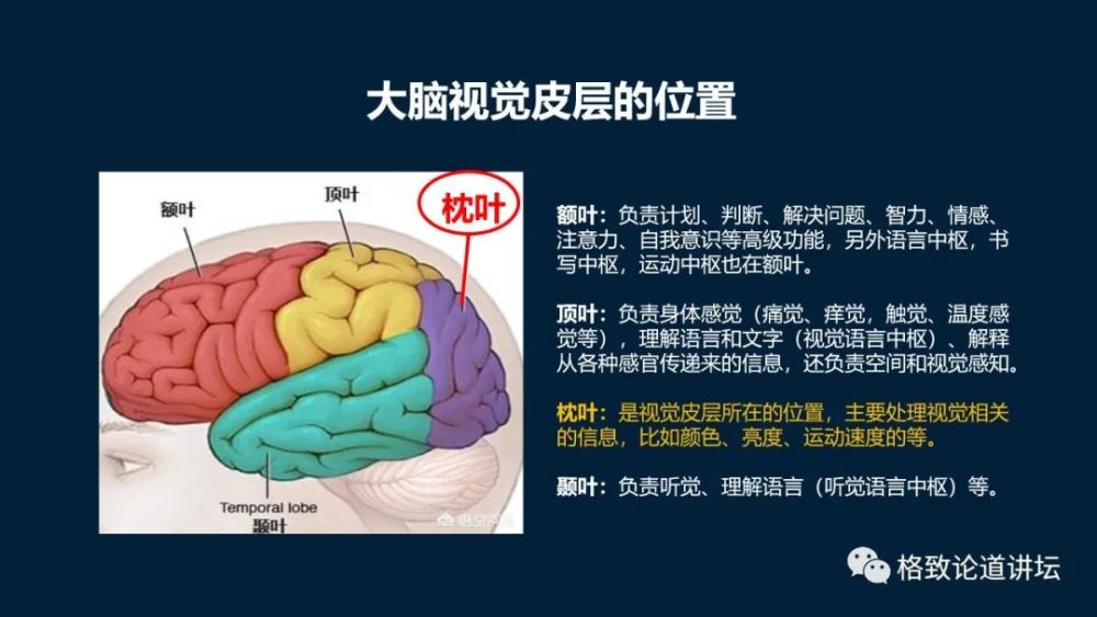 再细分一下,就是大脑可以分成四大块,最前面的叫 额叶,就是脑门这里