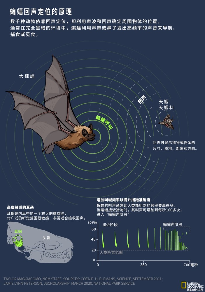 神奇的回声定位:大自然的内置声呐系统