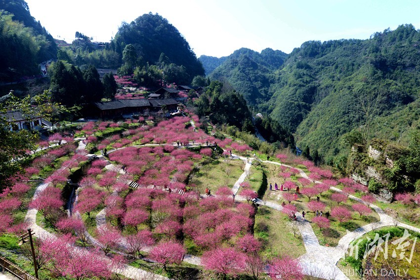 2月19日,永顺县灵溪镇洞坎村陈家坡梅花绽放,吸引了众多游客前来赏花