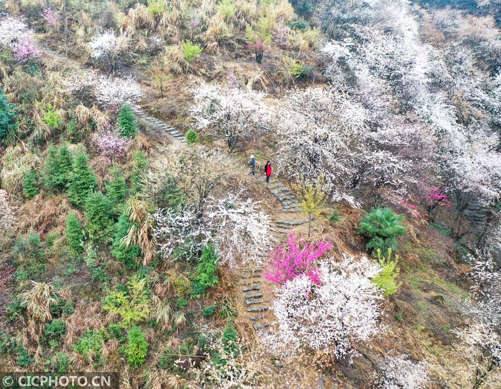 湖南临武:山野樱花引客来_腾讯新闻