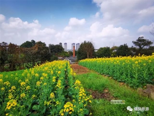 自贡李亨祠堂旁的油菜花已悄悄绽放