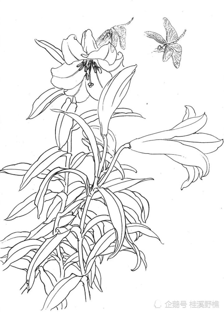 白描花卉的正确画法:以线造型,拓着画非常适合初学者