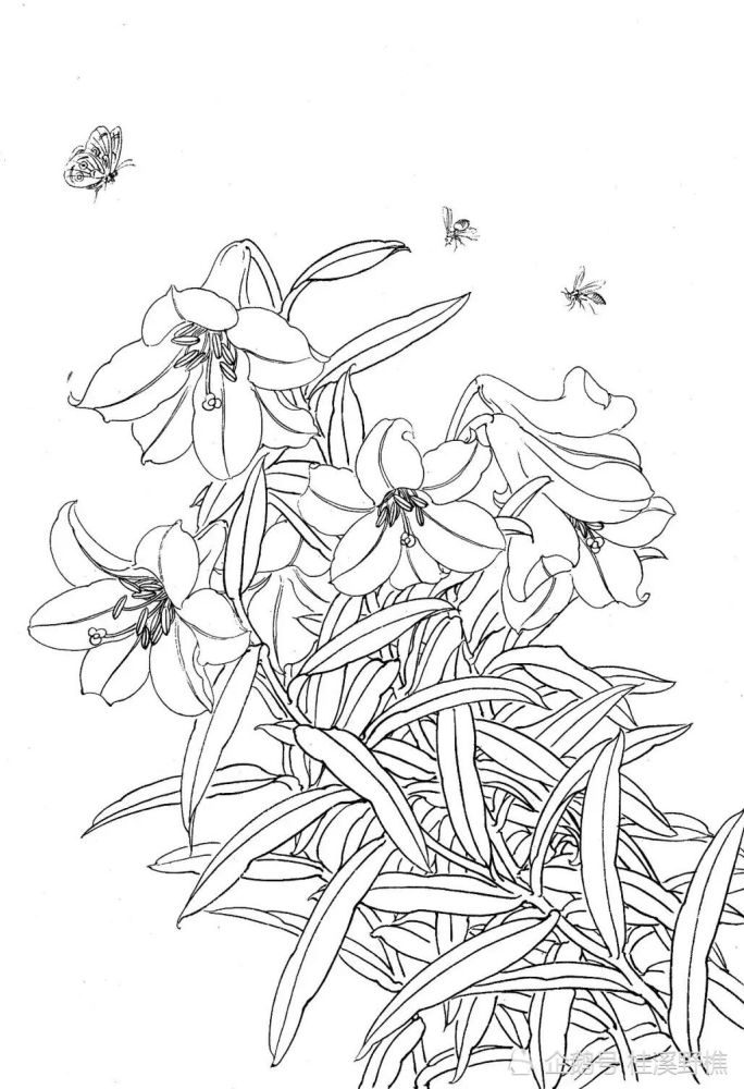 白描花卉的正确画法:以线造型,拓着画非常适合初学者
