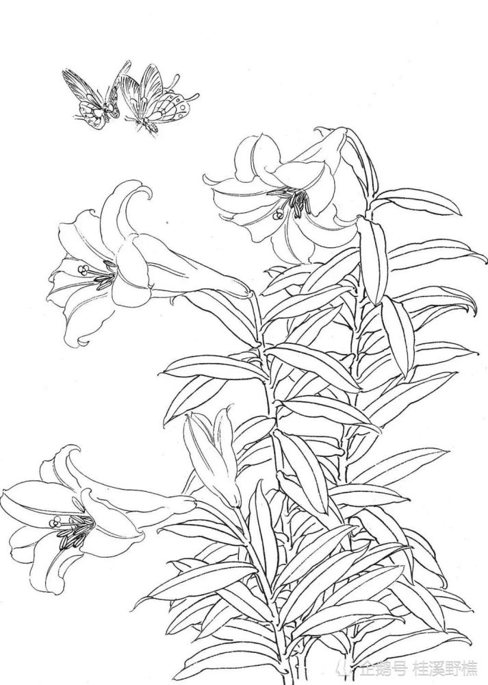 白描花卉的正确画法:以线造型,拓着画非常适合初学者